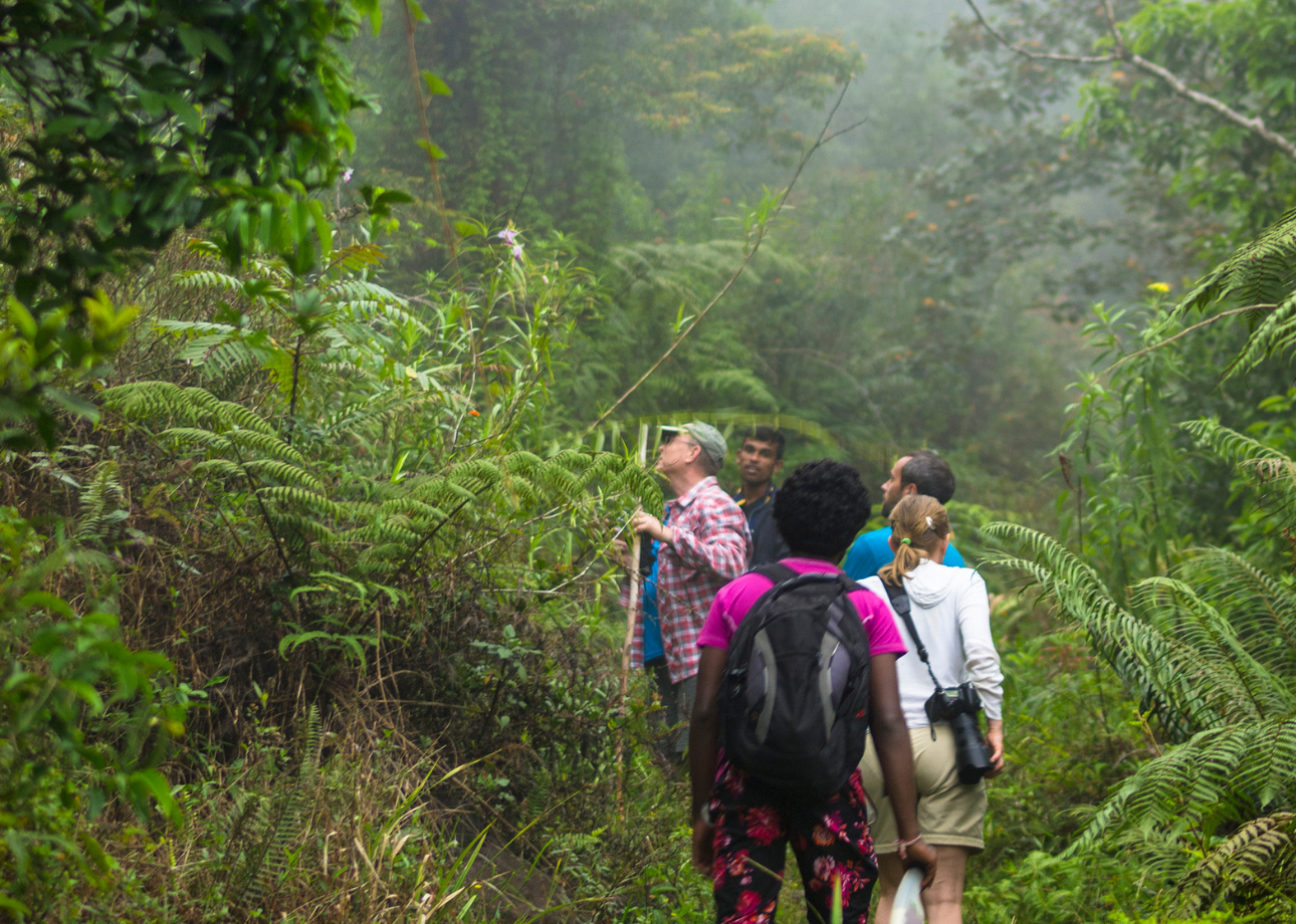 16 Trails for a Sinharaja Forest Tour: The Complete Rainforest Trekking Guide