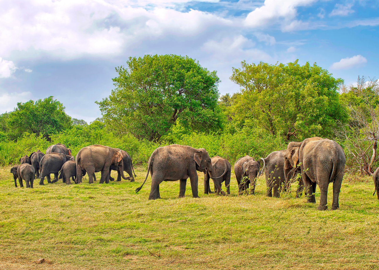 What Is the Best Sri Lanka 10 Days Package? The Complete Itinerary Guide